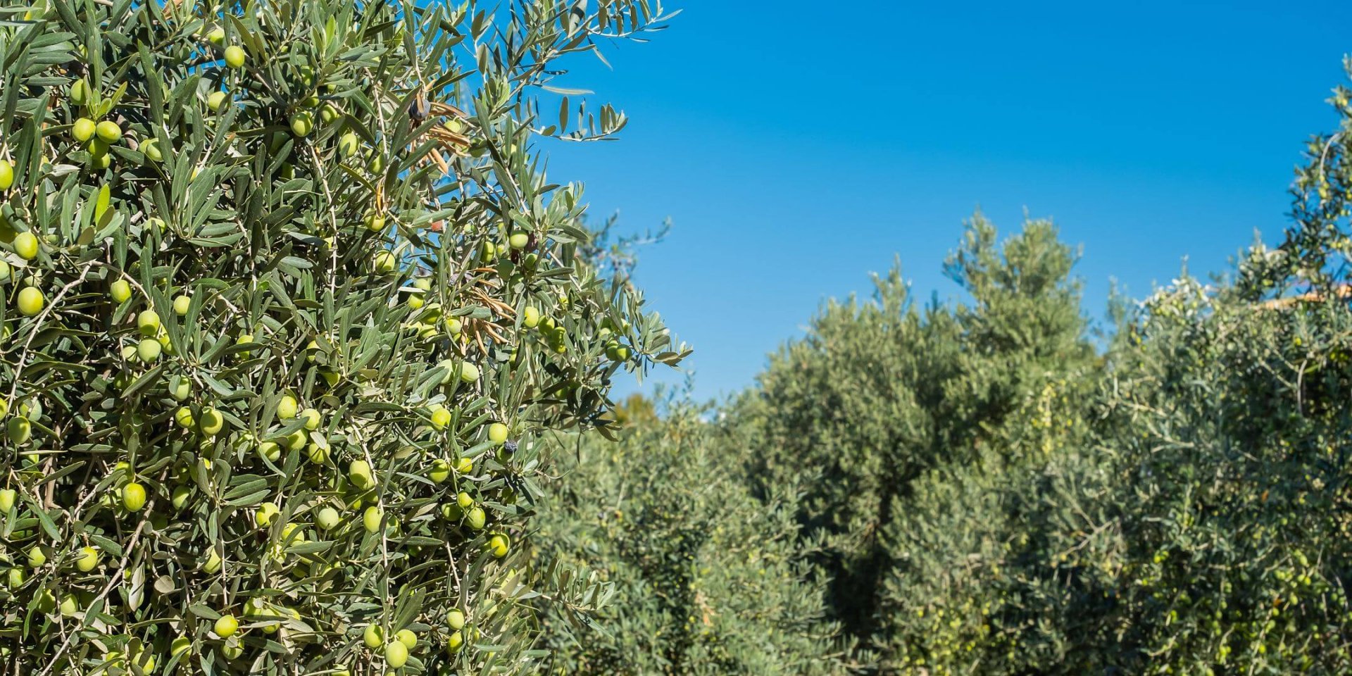 Preocupación en el mercado del aceite de oliva